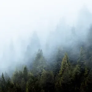 Foggy trees covered in a misty haze.